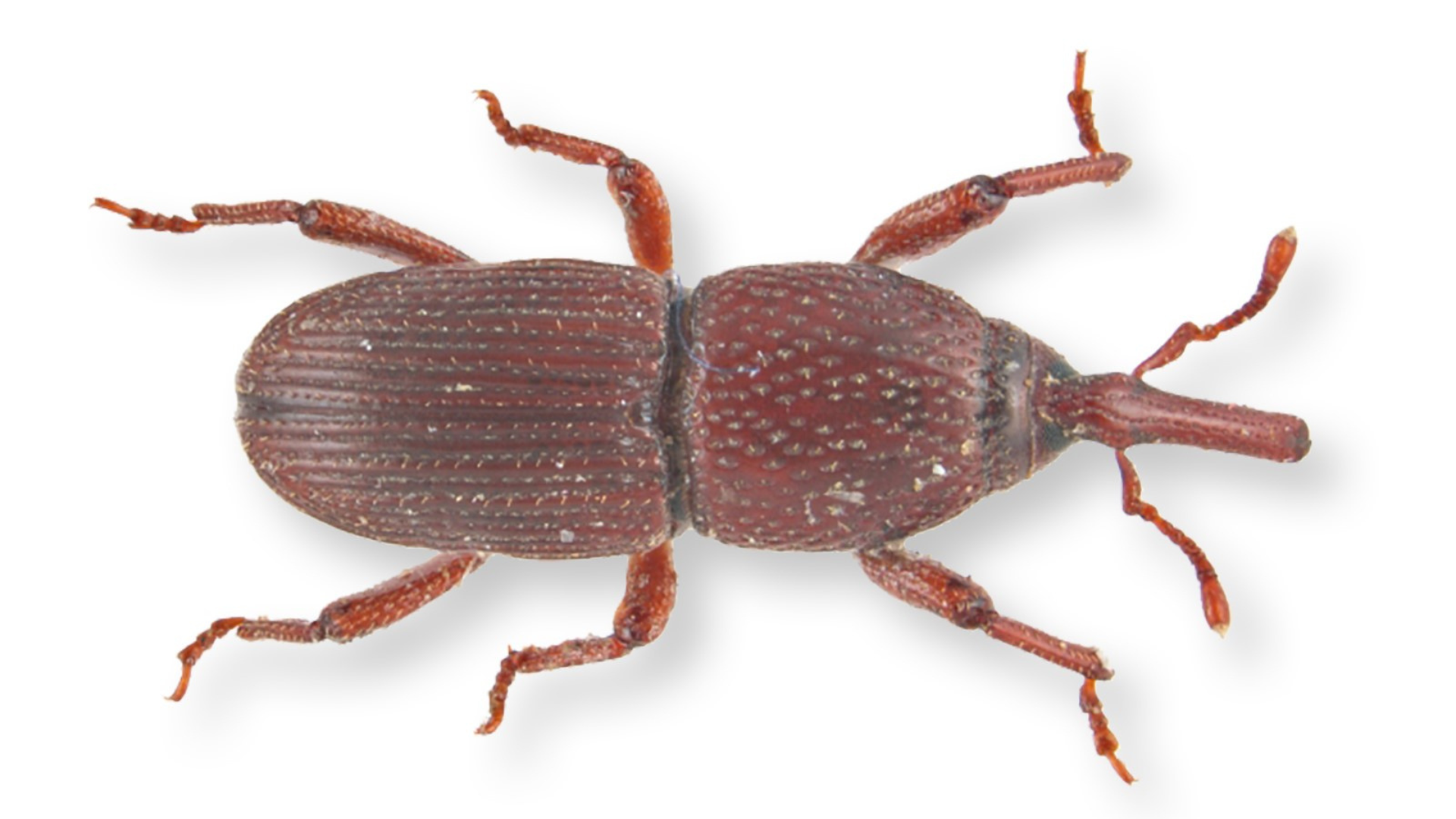 get-to-know-weevil