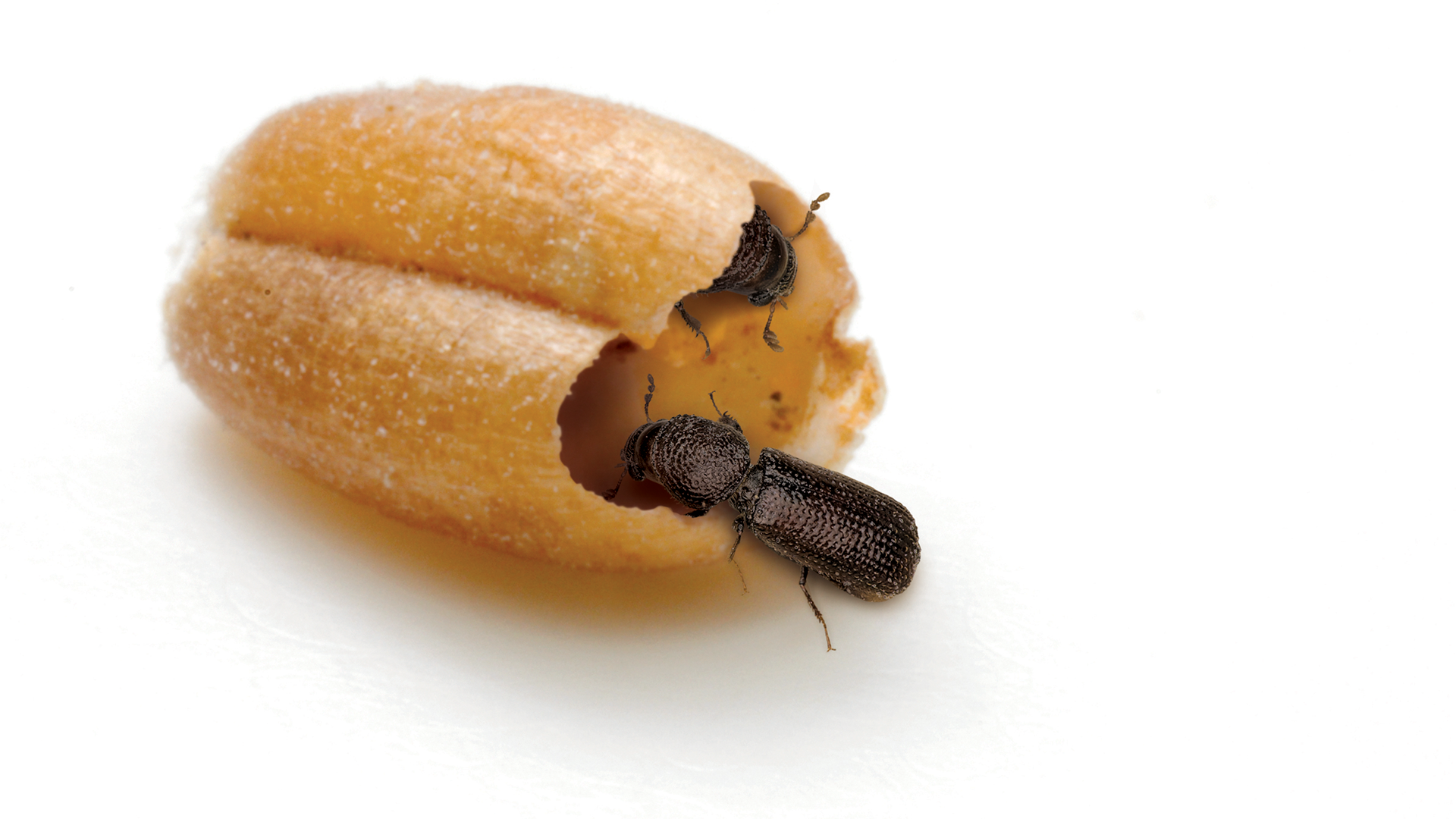 quantifying-milling-losses