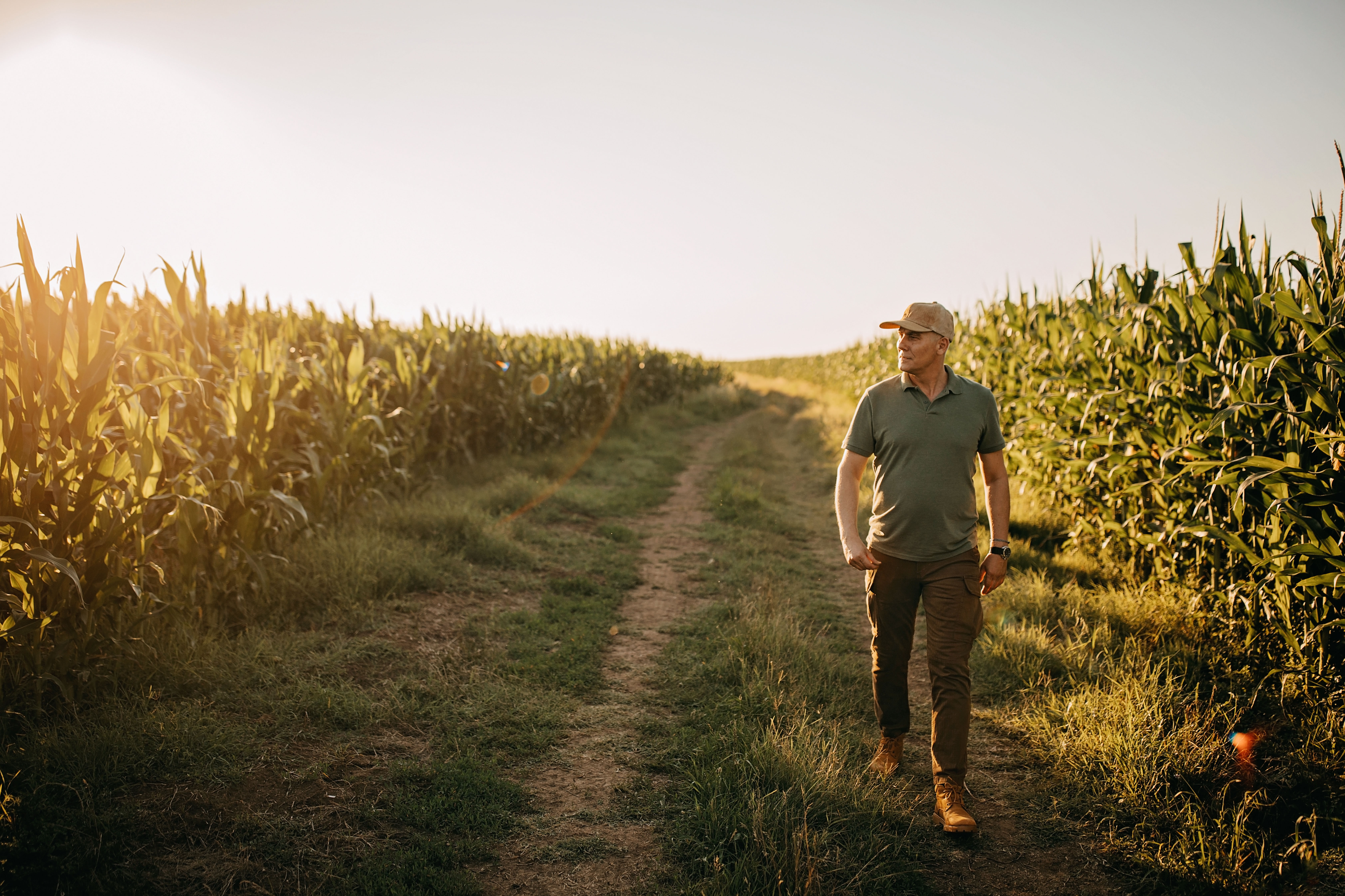 walking corn field