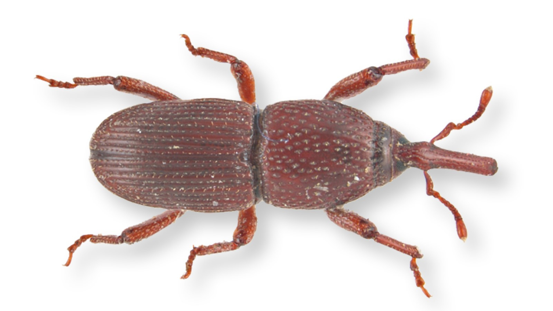 Get to Know the Weevil