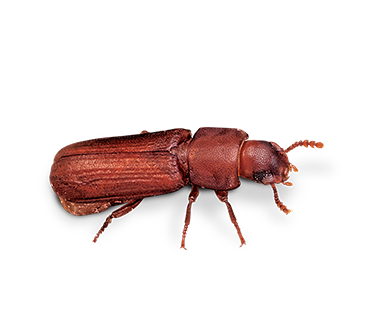 ConfusedFlourBeetle