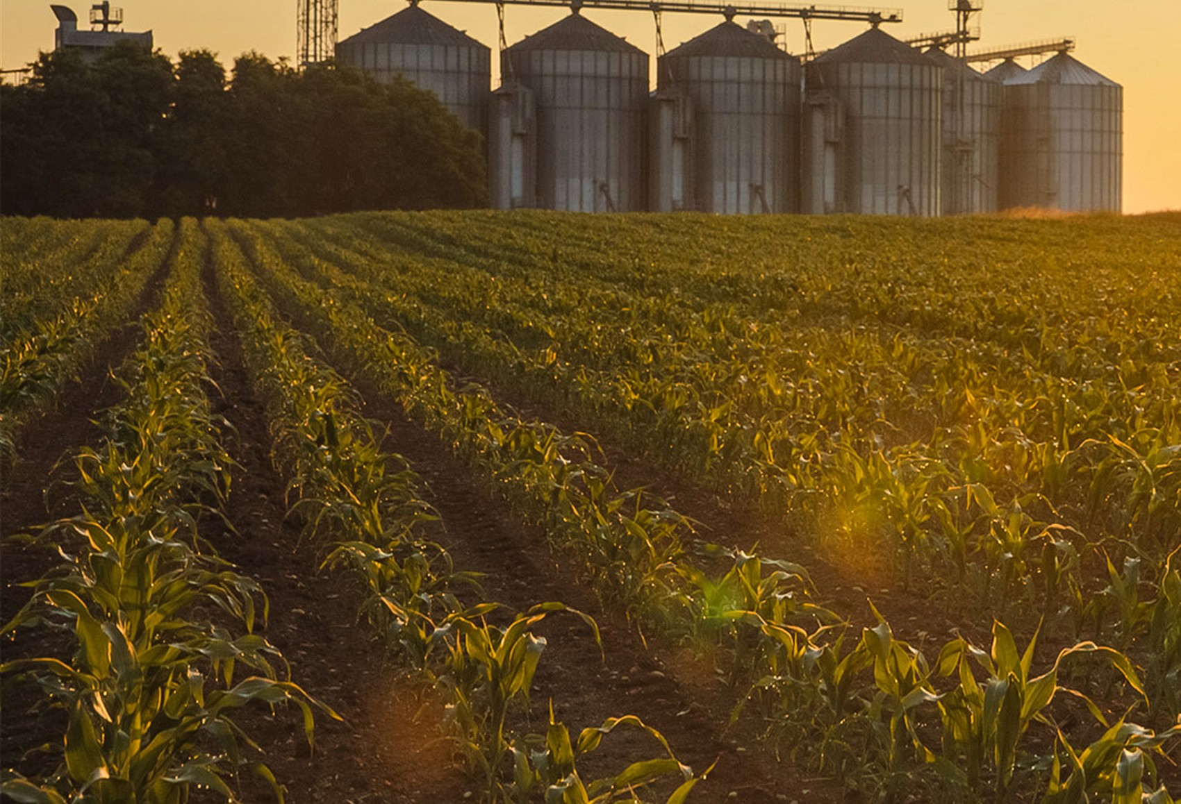 corn-cropped