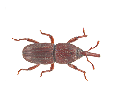 GranaryWeevil