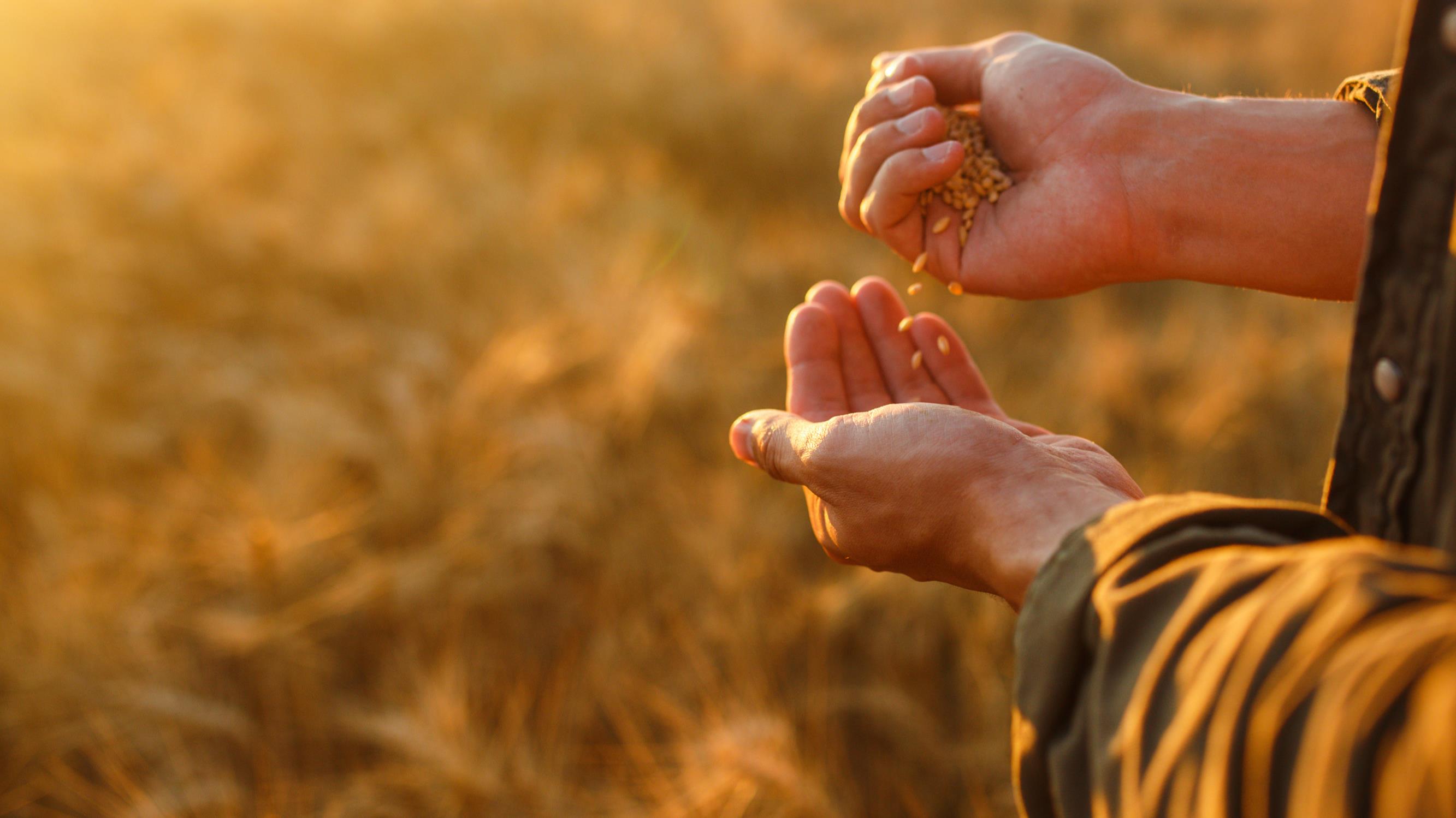 hero_hands_grain