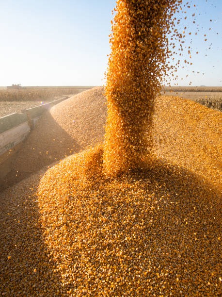 imgi_17_pouring-corn-grain-into-tractor-trailer