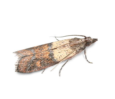 IndianMealMoth