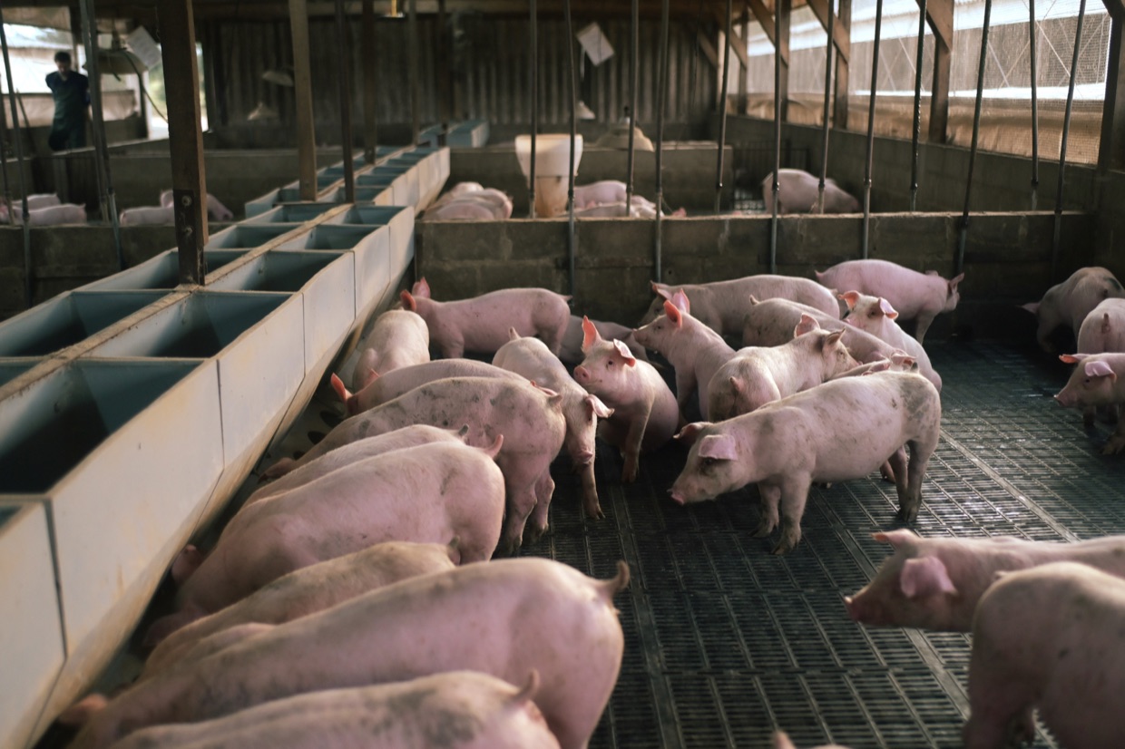 swine-testimonial