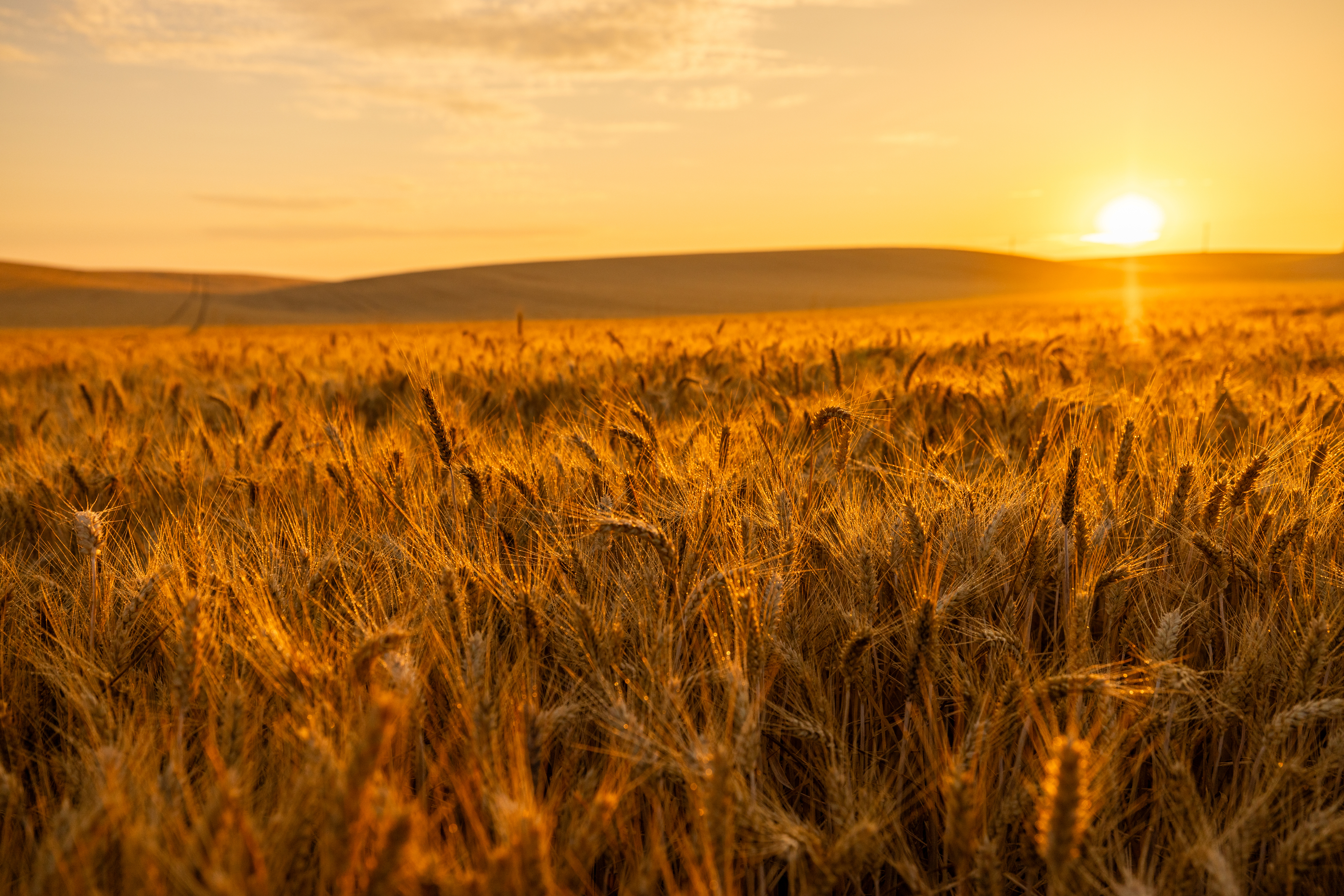 wheat