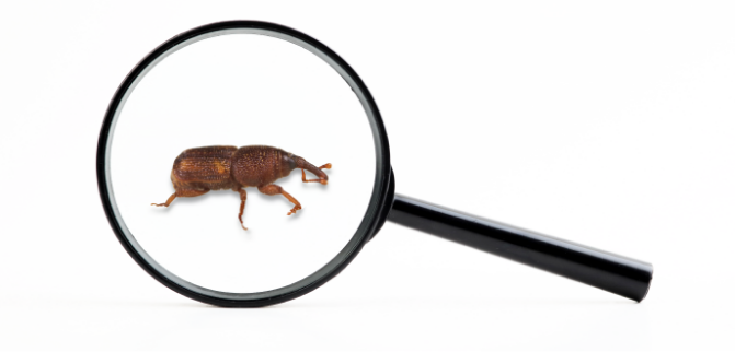 A bug being viewed through a magnifying glass. 