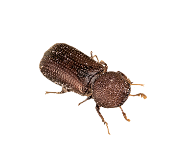 Overhead view of a Lesser Grain Borer.